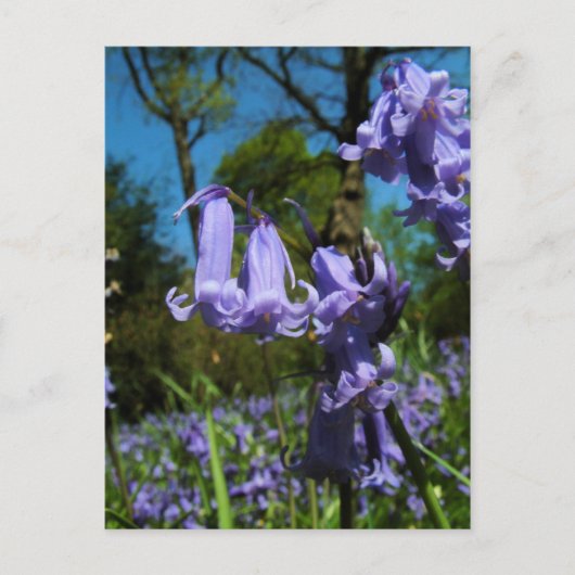 Bluebells, Essex, Engeland - Briefkaart (Voorkant)