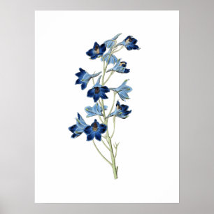 Bluebells Flowers Botanische Vintage Illustratie Poster