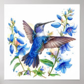 Bluebells Hummingbird Waterverf Print (Voorkant)