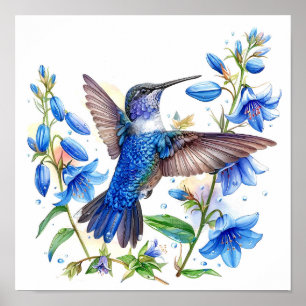 Bluebells Hummingbird Waterverf Print