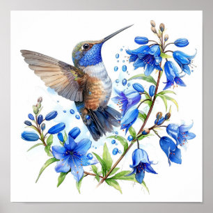 Bluebells Hummingbird Waterverf Print