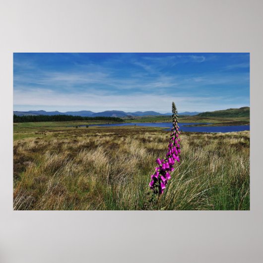 Bluebells in Schotland Poster (Voorkant)