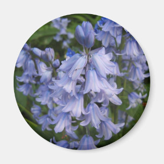 Bluebells Magneet