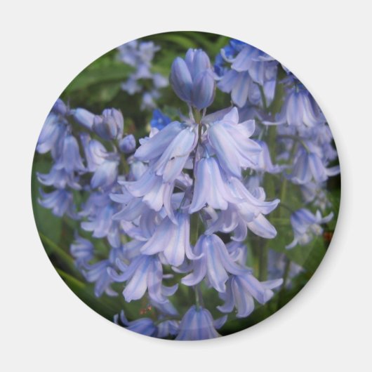 Bluebells Magneet (Voorkant)