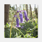 Bluebells Magnet (Voorkant)