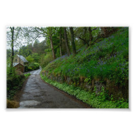 Bluebells on Eastwood Lane Foto Afdruk