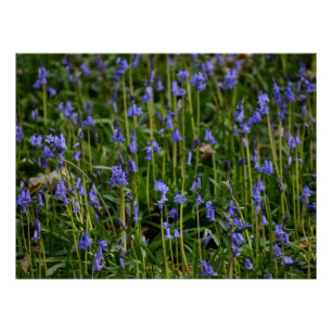 Bluebells Perfect Poster