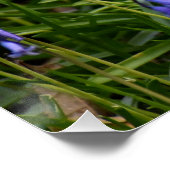 Bluebells Perfect Poster (Hoek)