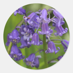 bluebells ronde sticker