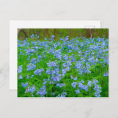 Bluebells, Three Creeks Metropark, Columbus, Ohio Briefkaart (Voorkant / Achterkant)