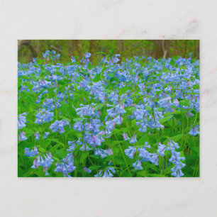Bluebells, Three Creeks Metropark, Columbus, Ohio Briefkaart