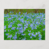 Bluebells, Three Creeks Metropark, Columbus, Ohio Briefkaart (Voorkant)