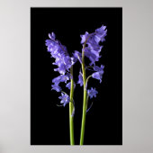 Bluebells, uit de Bossen die ik Creëer. Poster (Voorkant)
