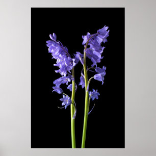 Bluebells, uit de Bossen die ik Creëer. Poster