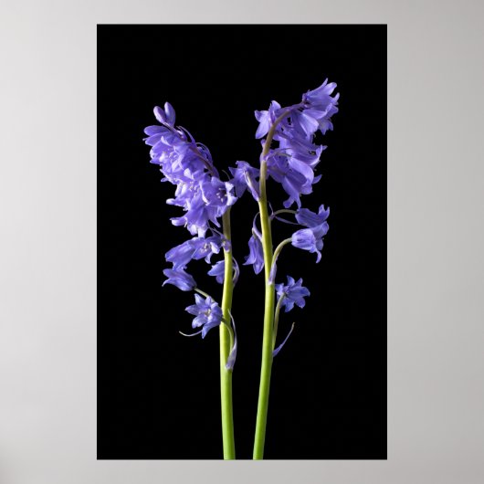 Bluebells, uit de Bossen die ik Creëer. Poster (Voorkant)