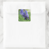 Bluebells WIldflower stickers (Tas)