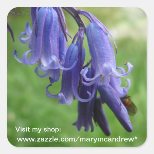 Bluebells WIldflower stickers (Voorkant)