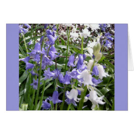 Bluebells x 3-fotokaart