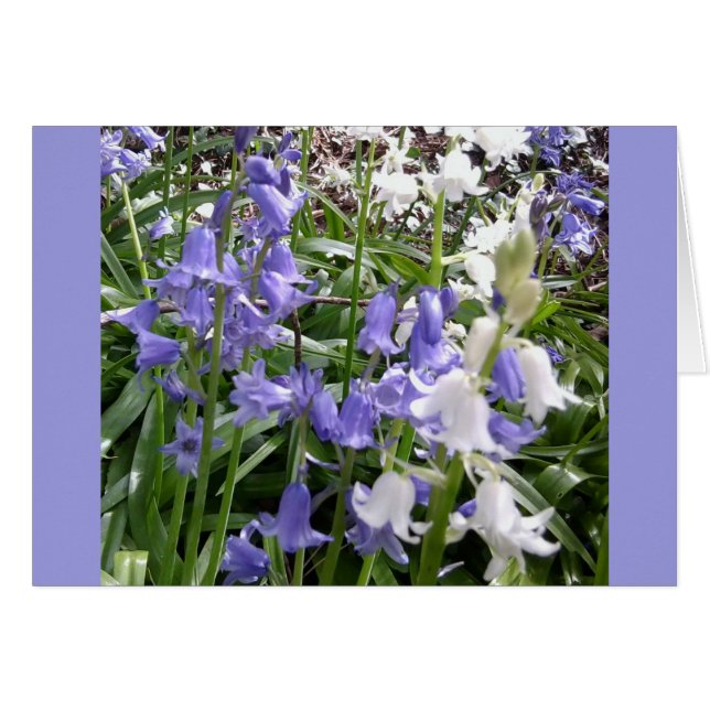 Bluebells x 3-fotokaart (Voorkant Horizontaal)