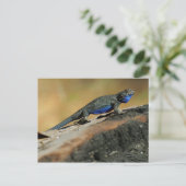 BlueBelly Lizard Briefkaart (Staand voorkant)