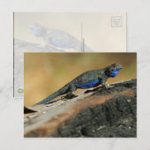 BlueBelly Lizard Briefkaart (Voorkant / Achterkant)