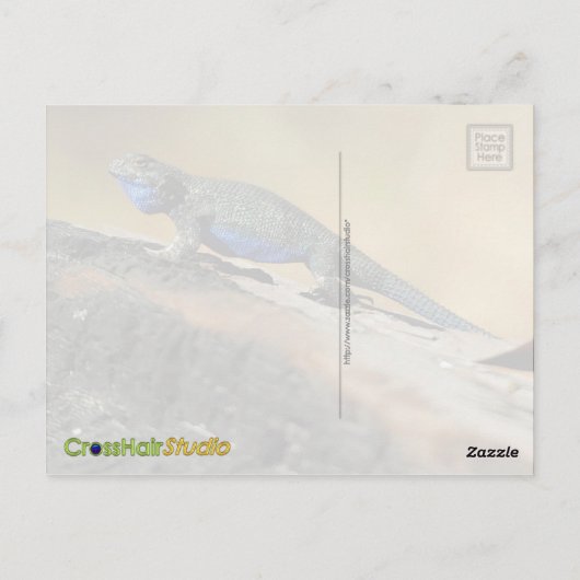 BlueBelly Lizard Briefkaart (Achterkant)
