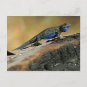 BlueBelly Lizard Briefkaart (Voorkant)