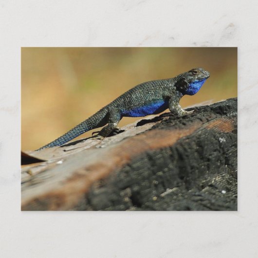 BlueBelly Lizard Briefkaart (Voorkant)