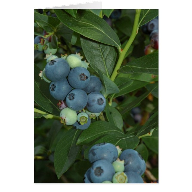 BLUEBERRY (Voorkant)