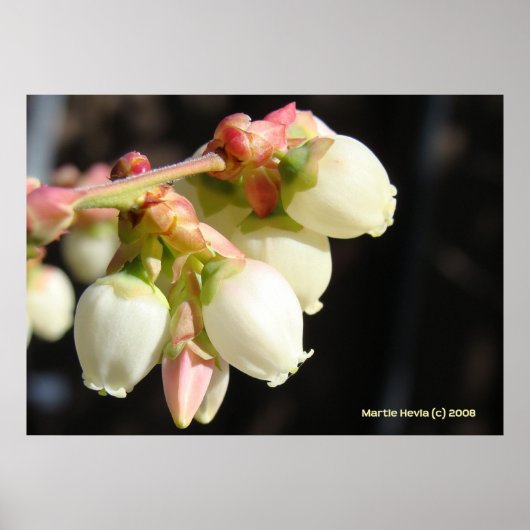 Blueberry Blossom Cluster Poster (Voorkant)