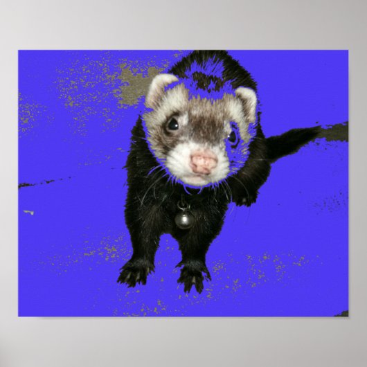 Blueberry Jam Ferret Poster (Voorkant)
