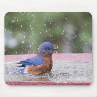 Bluebird bij Birdbath Muismat