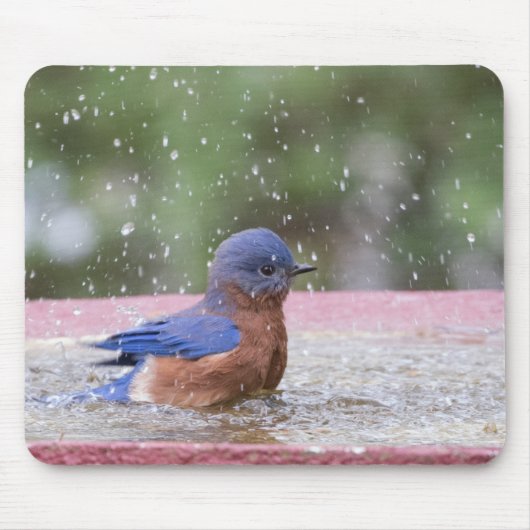 Bluebird bij Birdbath Muismat (Voorkant)