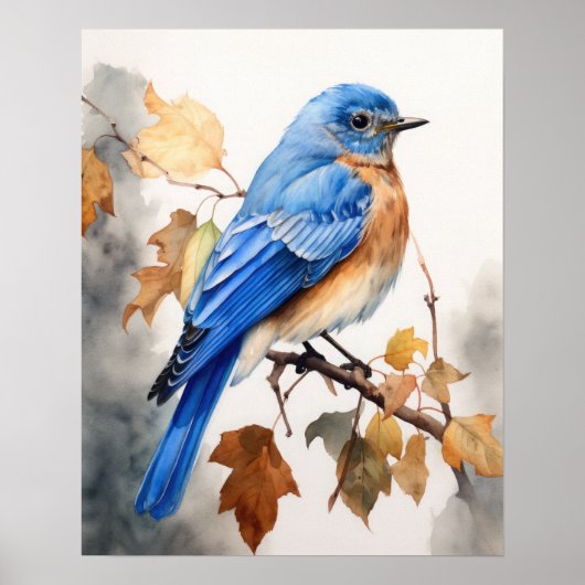 Bluebird Bird Art Print Poster (Voorkant)