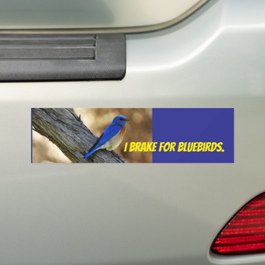 Bluebird bumpersticker (Op auto)