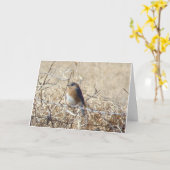 Bluebird & Cardinal, Life Is A Song Sing It. Kaart (Gele Bloem)