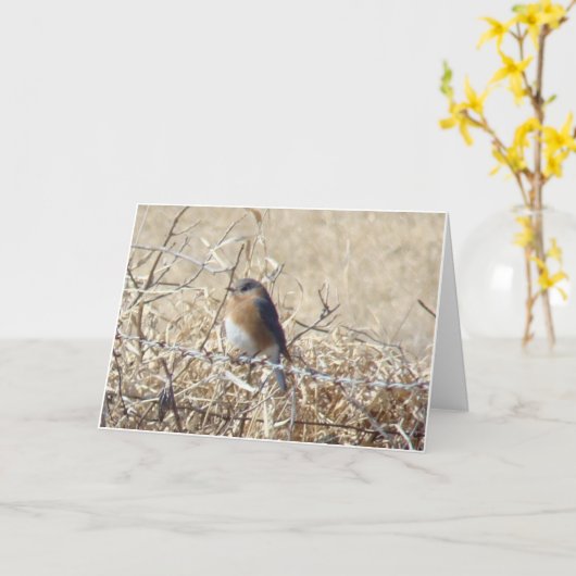 Bluebird & Cardinal, Life Is A Song Sing It. Kaart (Gele Bloem)