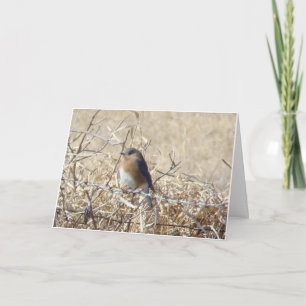 Bluebird & Cardinal, Life Is A Song Sing It. Kaart