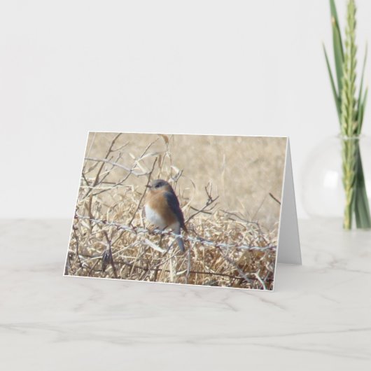 Bluebird & Cardinal, Life Is A Song Sing It. Kaart (Voorkant)