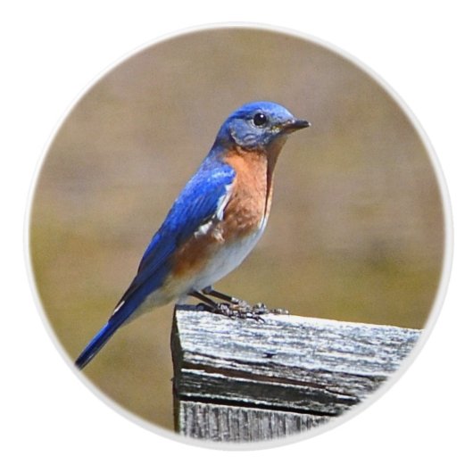 Bluebird Ceramic Knob. Keramische Knop (Voorkant)