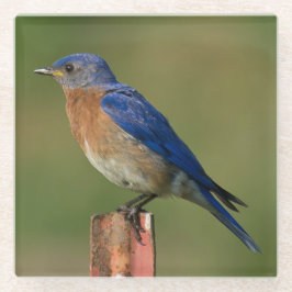 BLUEBIRD DIE OP EEN STAKE RESTERT GLAZEN ONDERZETTER