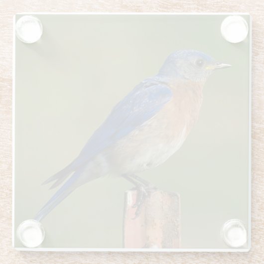 BLUEBIRD DIE OP EEN STAKE RESTERT GLAZEN ONDERZETTER (Achterkant)