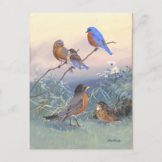 Bluebird en Robin  Briefkaart (Voorkant)