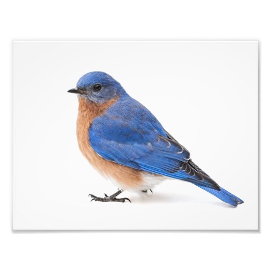 Bluebird Foto Afdruk (Voorkant)