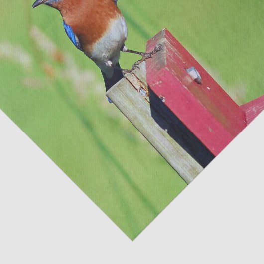 Bluebird Foto Tissuepapier (Detail)