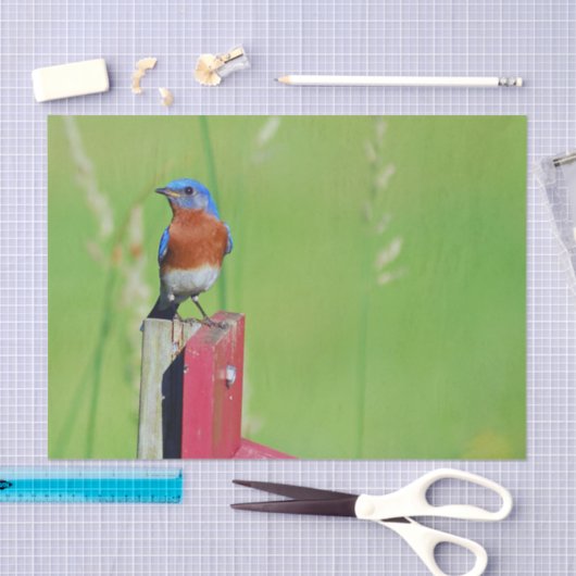  Bluebird Foto Tissuepapier (Craft)