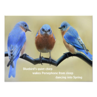 Bluebird Haiku Poster