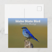 Bluebird Idaho State Bird Briefkaart (Voorkant / Achterkant)