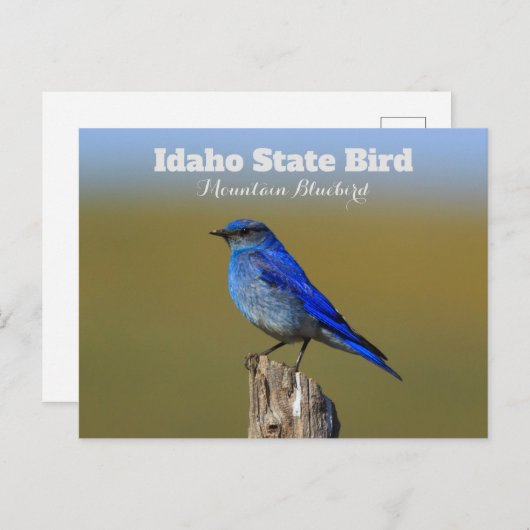 Bluebird Idaho State Bird Briefkaart (Voorkant / Achterkant)