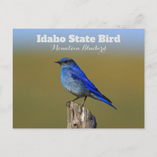 Bluebird Idaho State Bird Briefkaart